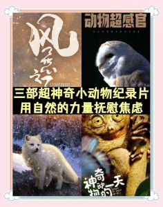 必看的3000部纪录片网盘下载，拓宽视野培养兴趣，亲子共赏推荐