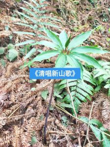 贵州民间山歌-传承与创新的民间瑰宝